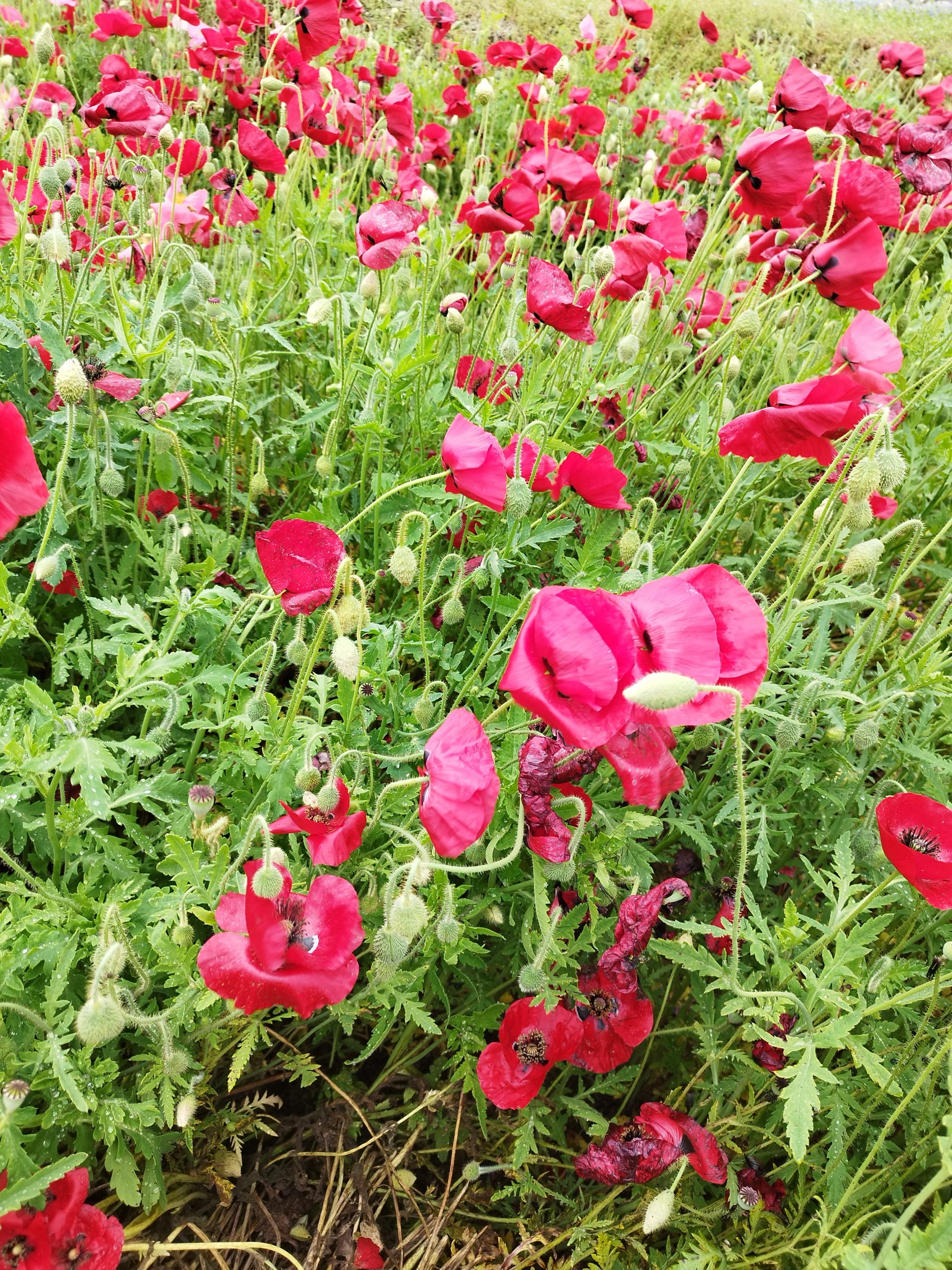 まだ未完成です